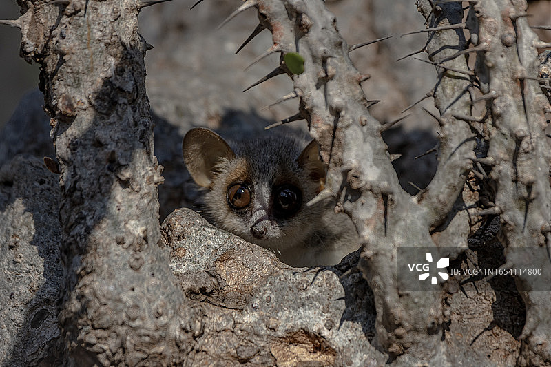 灰色鼠狐猴图片素材
