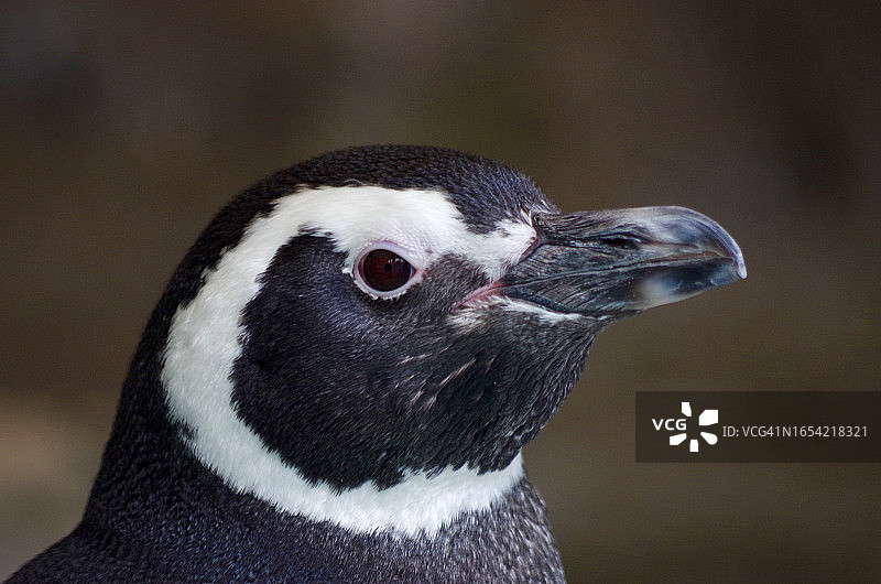 企鹅面部特写图片素材