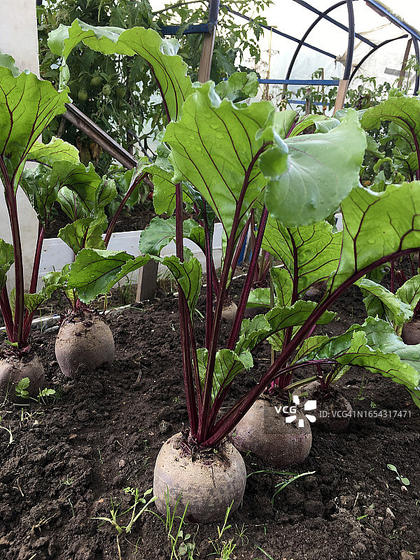 地里一排排生长的甜菜图片素材