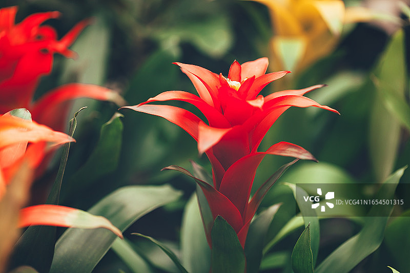 红色菠萝花图片素材