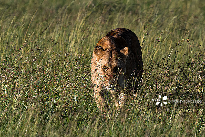 伪装在灌木丛中的非洲母狮正在狩猎图片素材