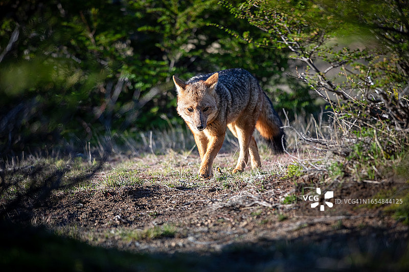 南美洲灰狐（Pseudalopex griseus），巴塔哥尼亚，阿根廷图片素材