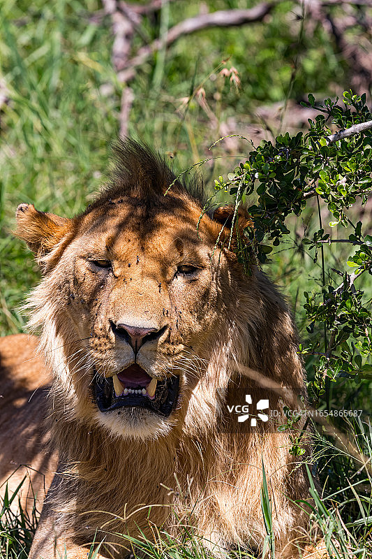 野生环境中的狮子肖像图片素材