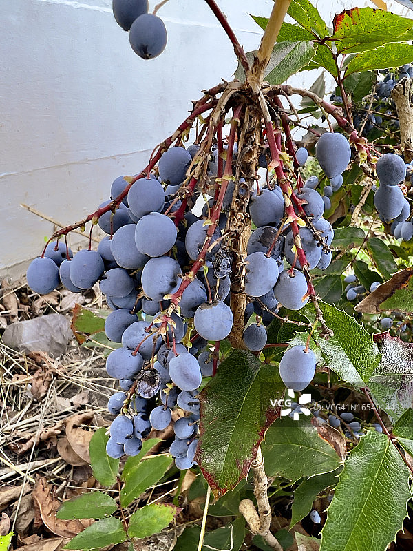 阔叶十大功劳植物和果实特写图片素材
