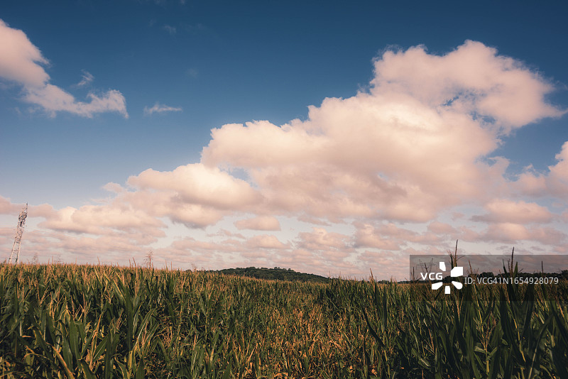 印第安纳州戈斯波特的玉米田图片素材