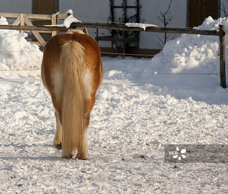 马与雪的冬日景象图片素材