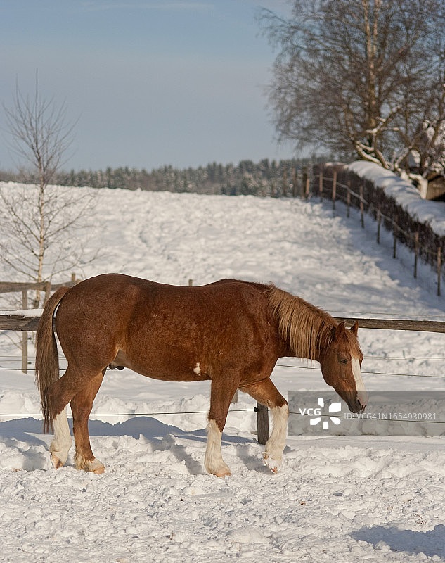 马与雪的冬日景象图片素材