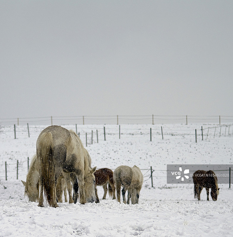 马与雪的冬日景象图片素材