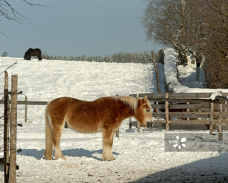 马与雪的冬日景象图片素材