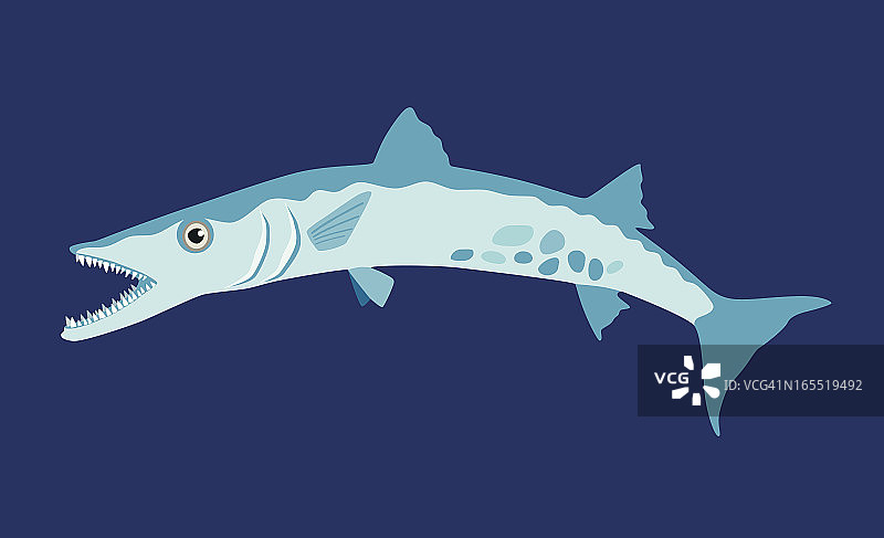 金梭鱼图片素材