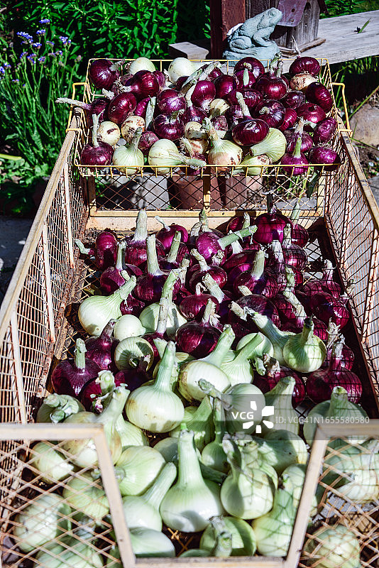 加州红洋葱和白洋葱的混合，刚从花园里收获图片素材