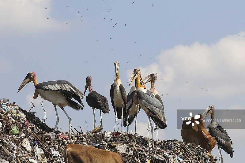 在垃圾场觅食的濒危大秃鹳和牛，以及在头顶飞行的黑鸢图片素材
