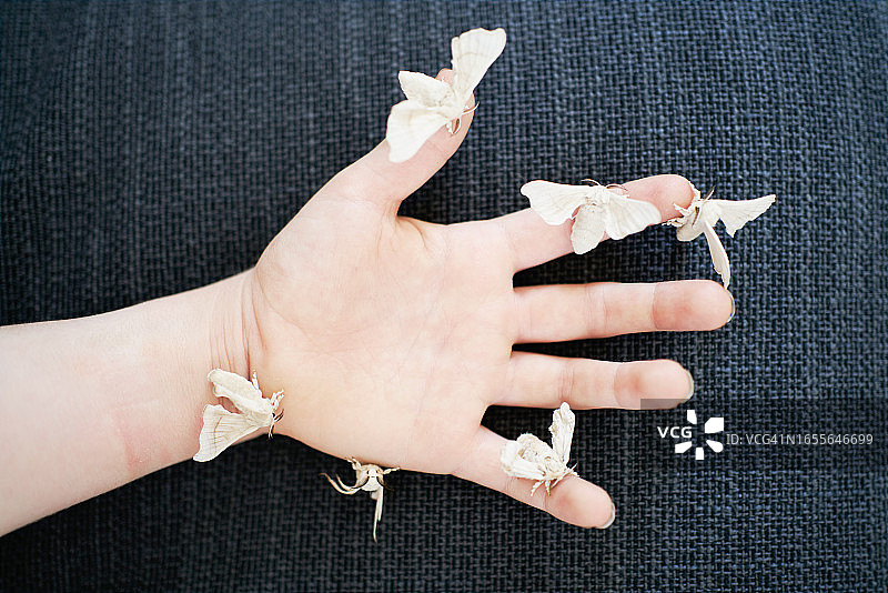 一人手持多只蚕蛾黑色背景图片素材