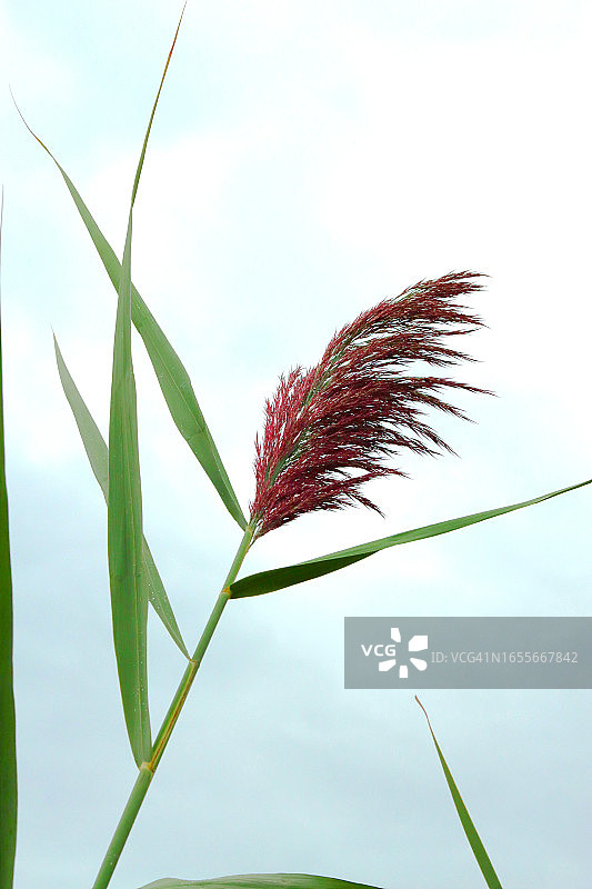 普通芦苇图片素材