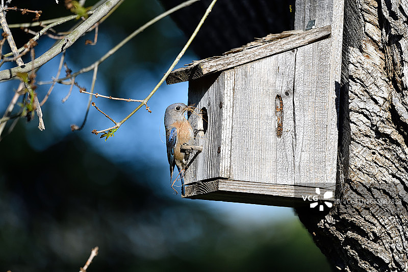 雌性西部蓝知更鸟将筑巢材料带入巢箱，雄性在附近观察。图片素材