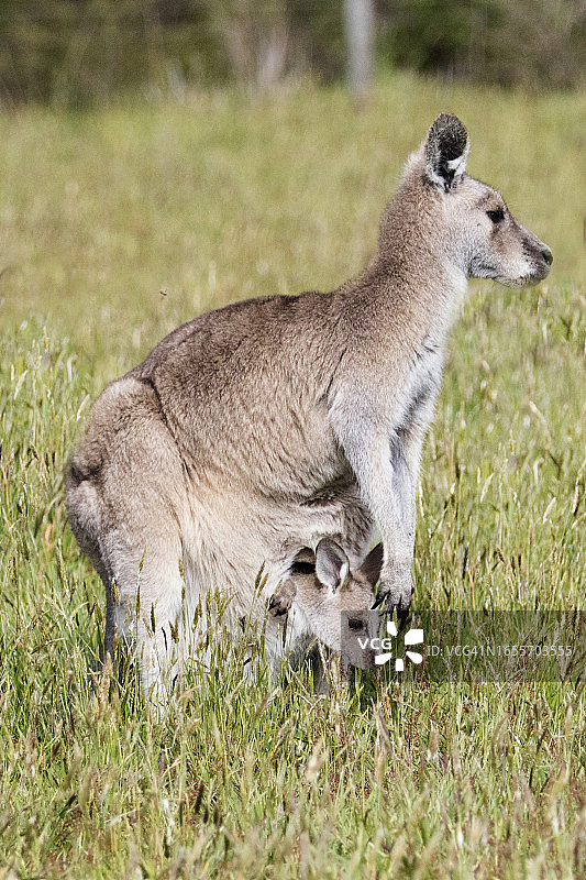 带袋中幼崽的雌性东部灰袋鼠图片素材