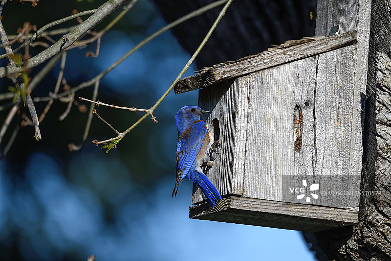 准备进入巢箱检查的雄性西部蓝知更鸟图片素材