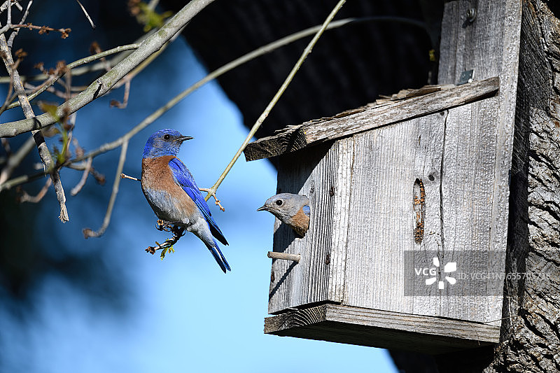 雌性西部蓝知更鸟从巢箱探出头，雄性在附近观察图片素材