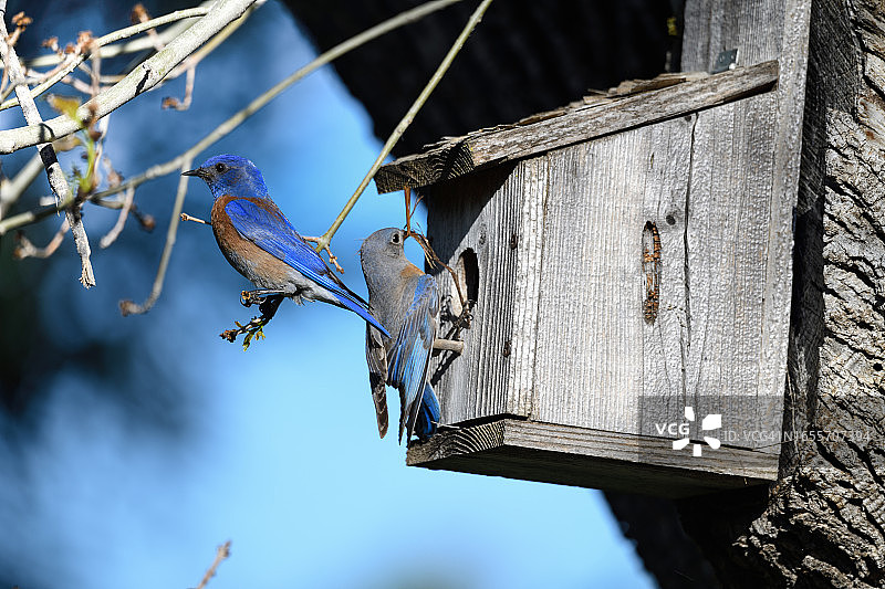 雌性西部蓝知更鸟将筑巢材料带入巢箱，雄性在附近观察。图片素材