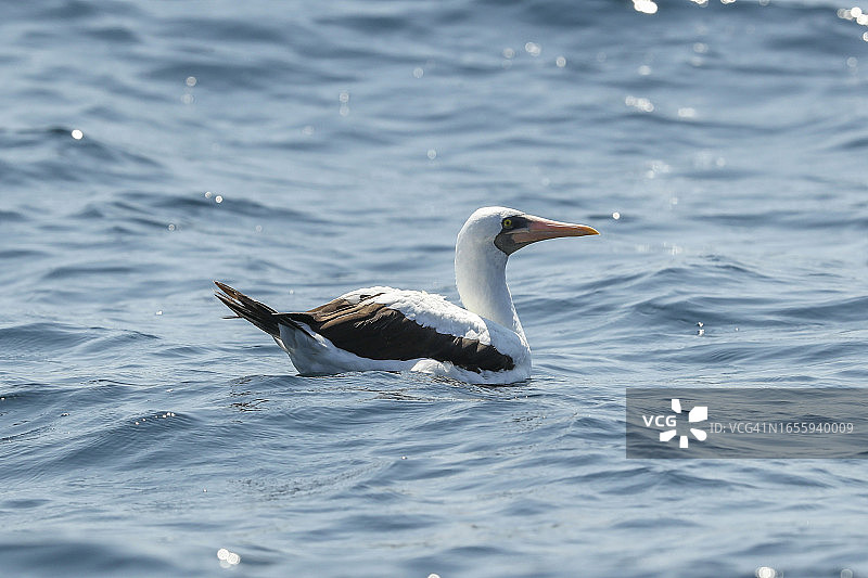 一只纳斯卡鲣鸟漂浮在太平洋上图片素材