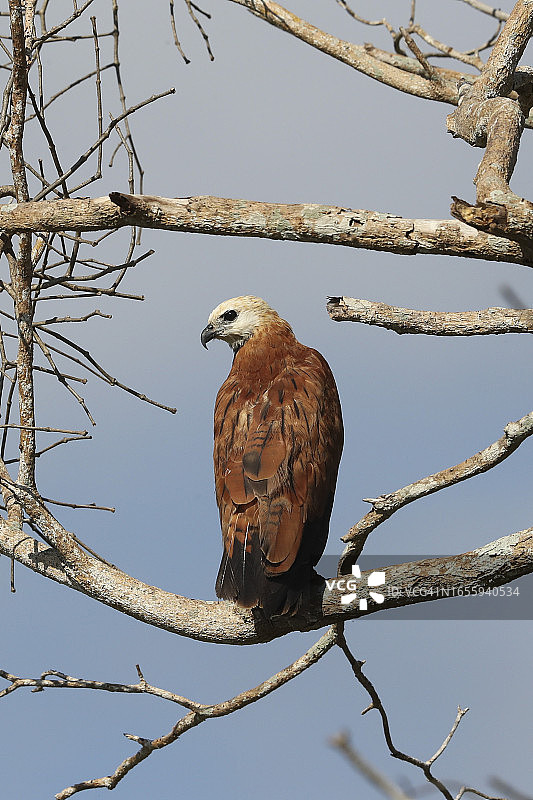 黑领鵟沐浴晨光。图片素材