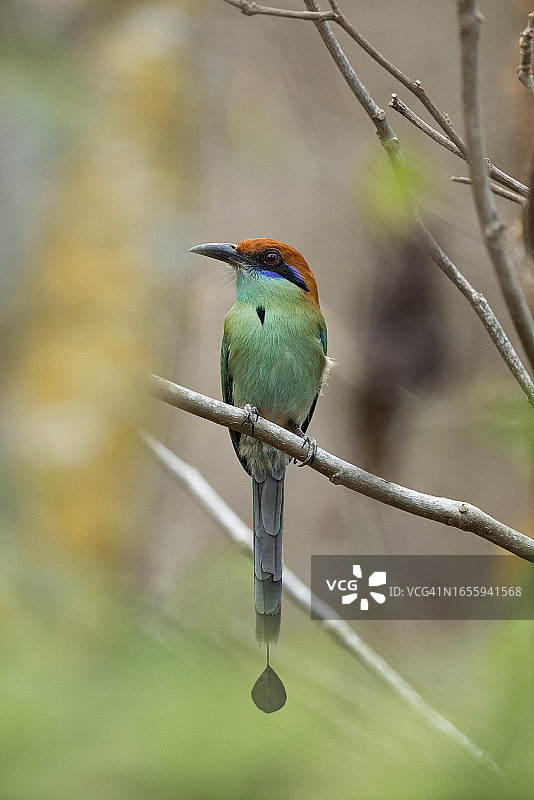 墨西哥和危地马拉干燥森林特有的棕头动动鸟图片素材