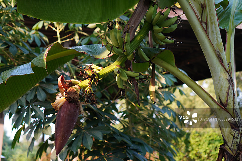 可食用紫色香蕉花图片素材