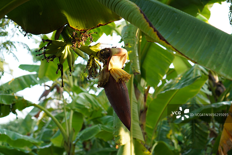 可食用紫色香蕉花图片素材