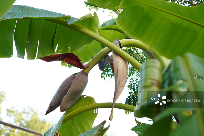 可食用紫色香蕉花图片素材