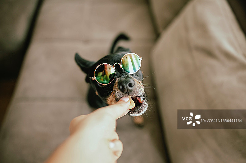 戴太阳镜的可爱迷你杜宾犬图片素材