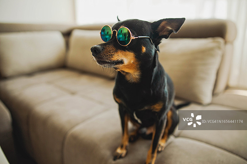 戴太阳镜的可爱迷你杜宾犬图片素材