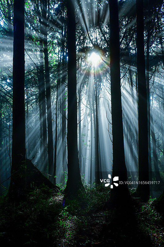 森林光线图片素材