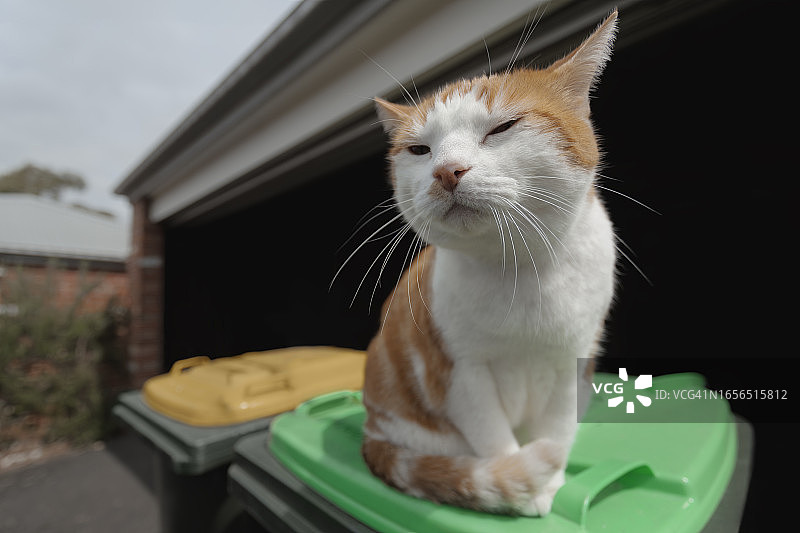 有气味的姜色猫图片素材