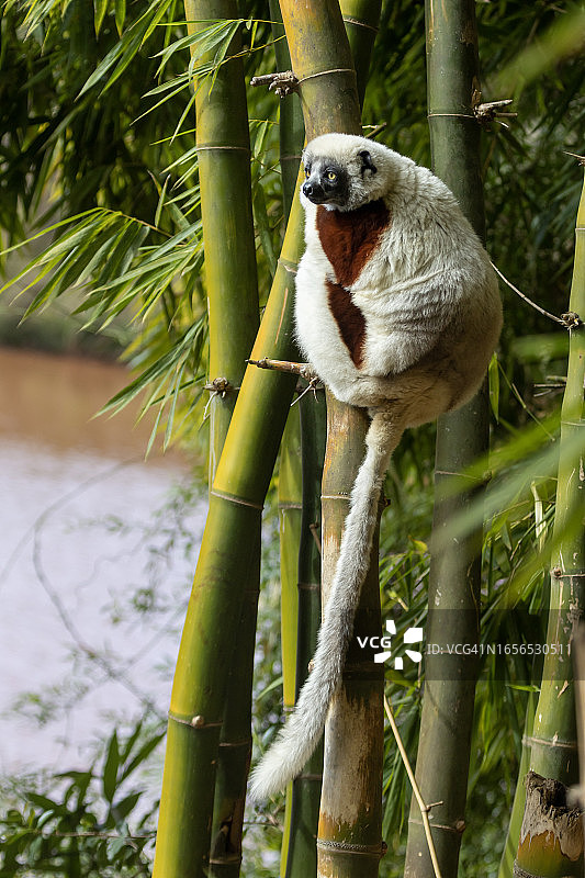 柯克雷尔冕狐猴图片素材