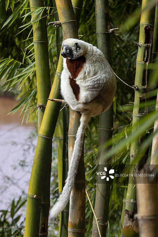 柯克雷尔冕狐猴图片素材