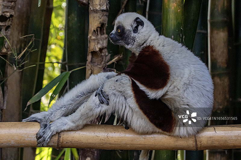 柯克雷尔冕狐猴图片素材