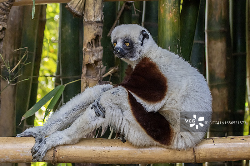 柯克雷尔冕狐猴图片素材