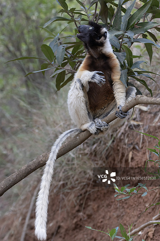 冕狐猴图片素材
