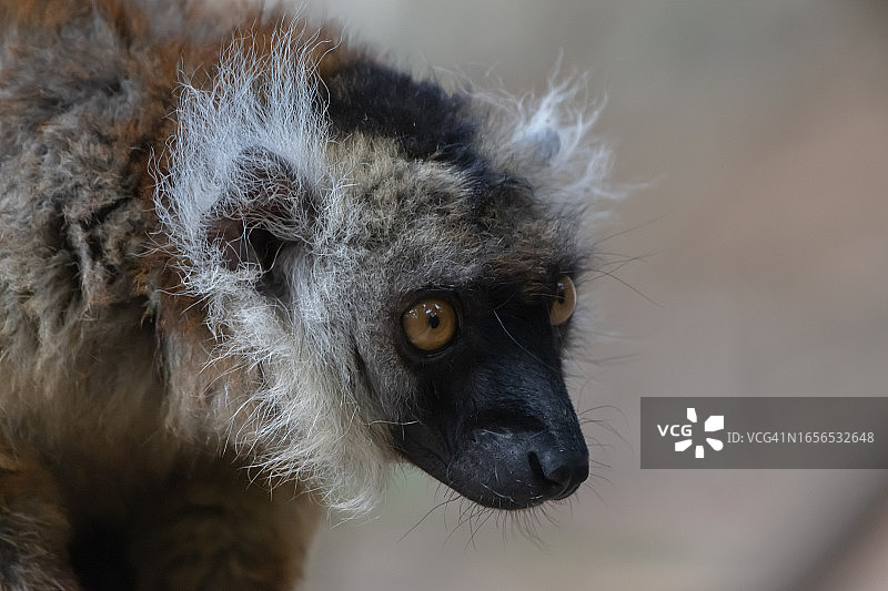 黑色狐猴（雌性）图片素材