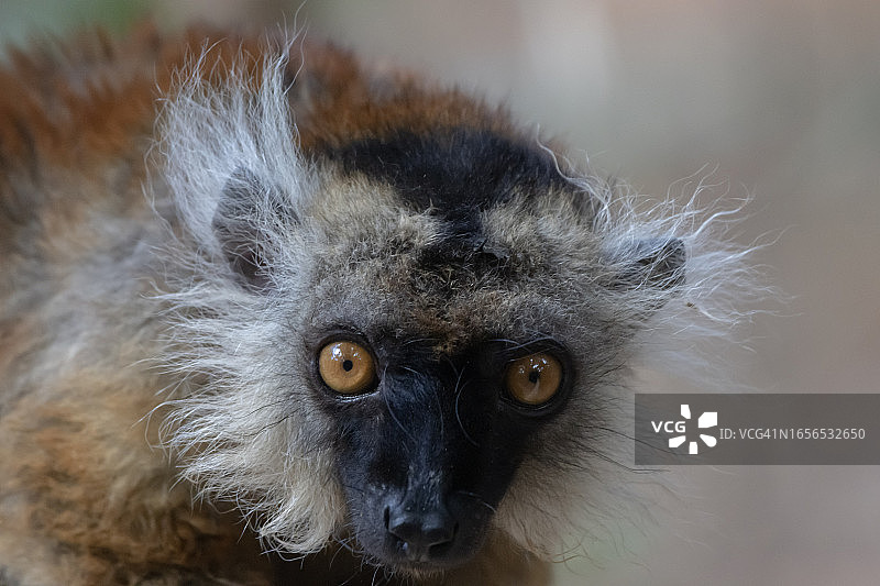 黑色狐猴（雌性）图片素材