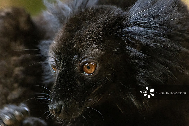 黑狐猴图片素材