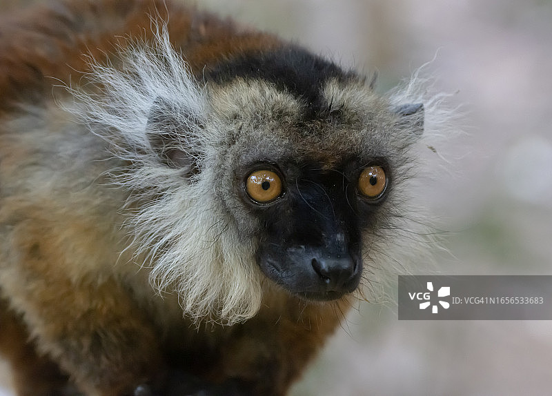 黑色狐猴（雌性）图片素材