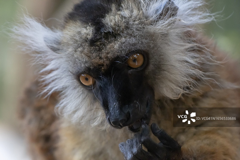 黑色狐猴（雌性）图片素材