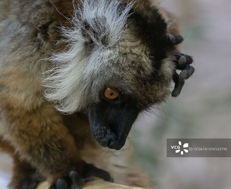 黑色狐猴（雌性）图片素材