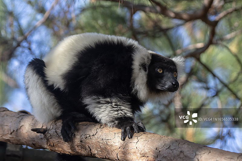 黑白皱领狐猴图片素材