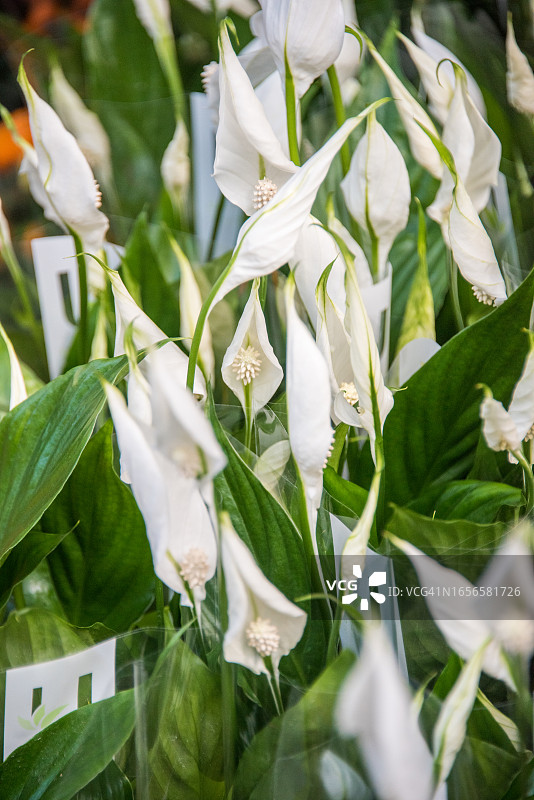 花卉市场出售的白掌图片素材