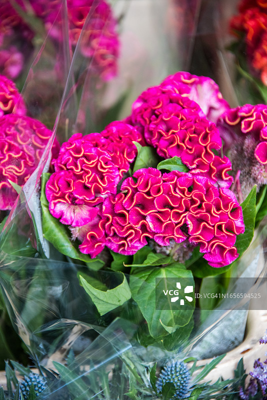 花卉市场在售的鸡冠花图片素材