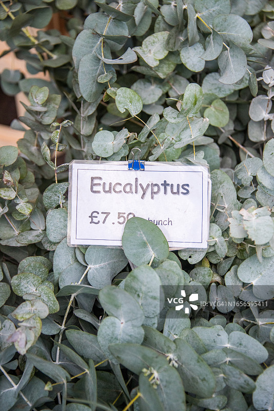 花卉市场上的桉树图片素材