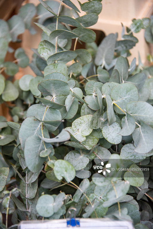 花卉市场上的桉树图片素材