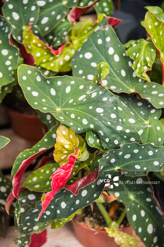 花卉市场上出售的波点植物图片素材